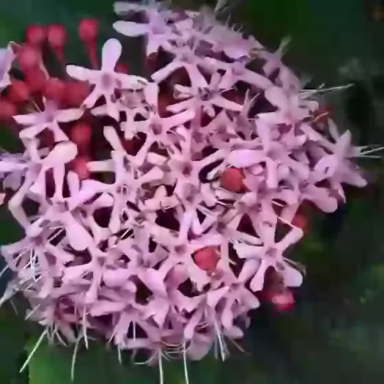 Clerodendrum Bungei Glory Flower